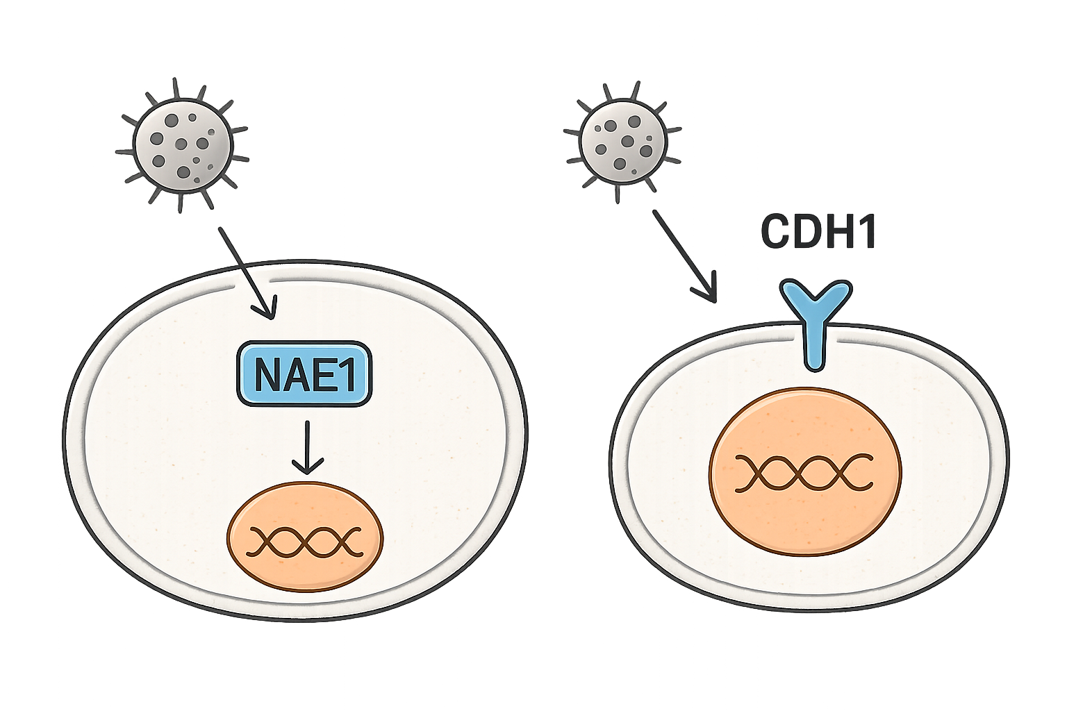 ipn resistance